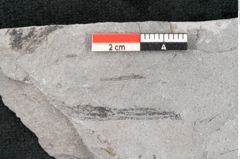 Foto (Detailansicht) von Neuropteris sp.  (NHMW-GEO-2024-0188-10696)
